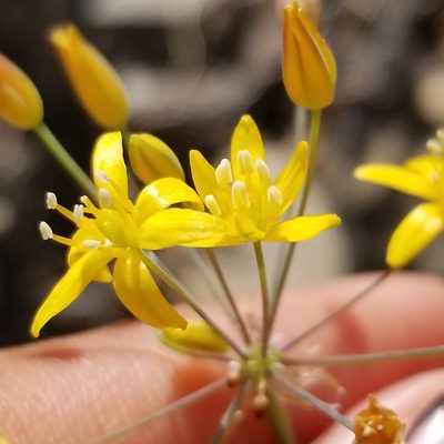 Bloomeria clevelandii, photographed by James C. Davis