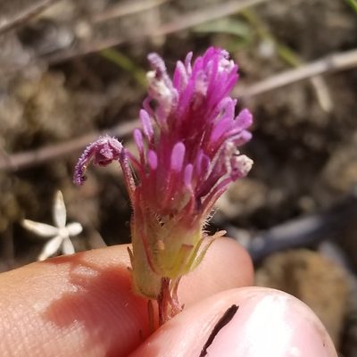 Castilleja exserta, photographed by James C. Davis