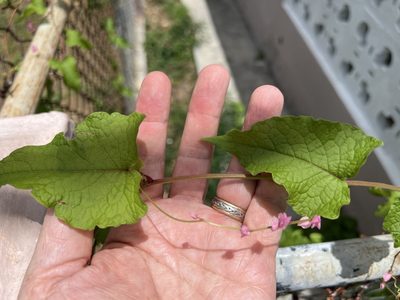 Antigonon leptopus