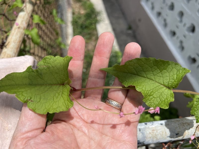 Antigonon leptopus, photographed by Alan Weakley