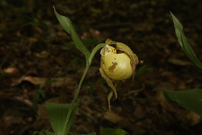 Cypripedium kentuckiense, photographed by Reid Hardin