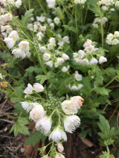 Phacelia fimbriata, photographed by Dianne Ford