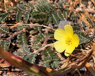 Tribulus cistoides
