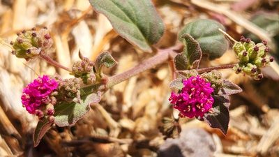 Boerhavia coccinea, photographed by Casey H. Richart