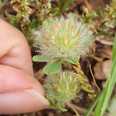 Trifolium cherleri, photographed by Mehdi Chetibi