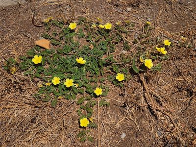 Tribulus cistoides, photographed by Casey H. Richart