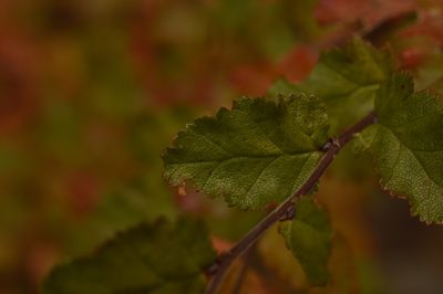 Nothofagus antarctica, photographed by E Santos Ortega