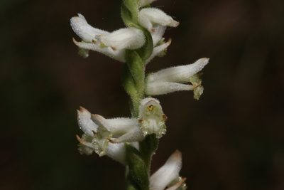 Spiranthes praecox, photographed by Reid Hardin