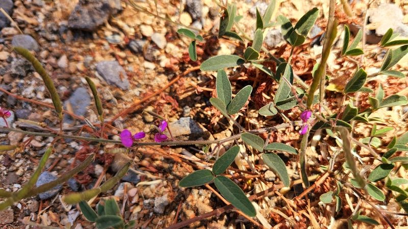 Desmodium scorpiurus, photographed by Casey H. Richart