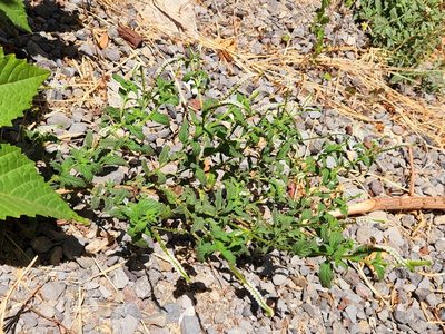 Heliotropium angiospermum, photographed by Casey H. Richart