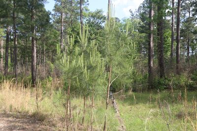 Pinus taeda, photographed by Reid Hardin