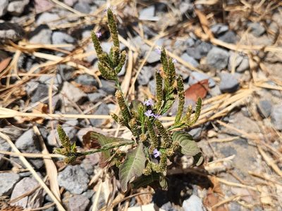 Elytraria imbricata, photographed by Casey H. Richart