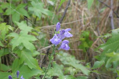 Scutellaria integrifolia, photographed by Reid Hardin