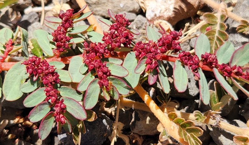 Euphorbia anthonyi, photographed by Casey H. Richart