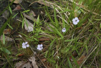 Pinguicula pumila, photographed by Reid Hardin