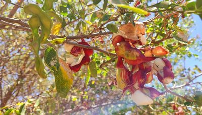 Pithecellobium dulce, photographed by Casey H. Richart