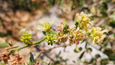 Pithecellobium dulce, photographed by Casey H. Richart