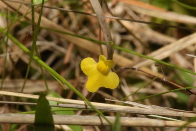 Utricularia subulata, photographed by Reid Hardin