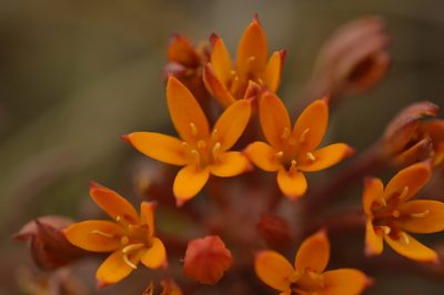 Quinchamalium chilense, photographed by E Santos Ortega
