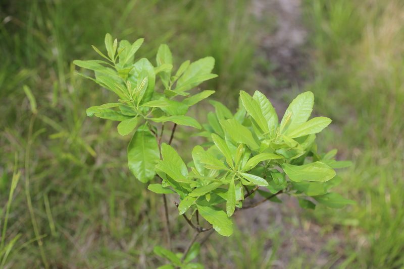 Myrica caroliniensis, photographed by Reid Hardin