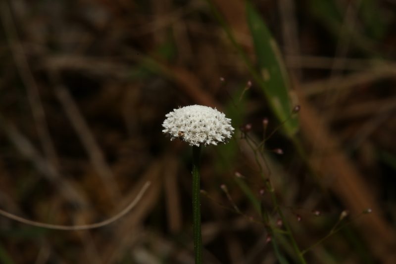 Eriocaulon compressum, photographed by Reid Hardin