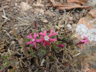 Silene scabriflora, photographed by Duarte Frade