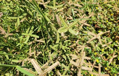 Dactyloctenium aegyptium, photographed by Casey H. Richart