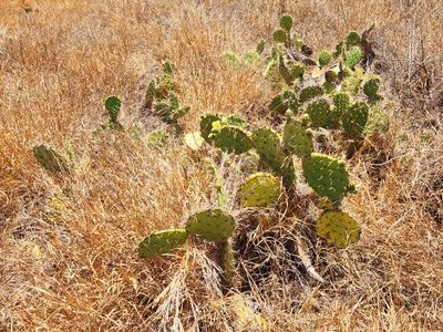 Opuntia littoralis, photographed by Casey H. Richart