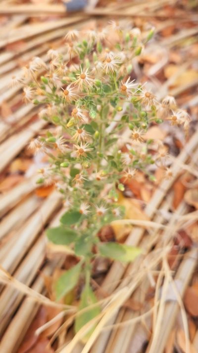 Brickellia peninsularis, photographed by Casey H. Richart