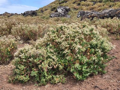Brickellia peninsularis