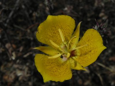Calochortus weedii, photographed by James C. Davis