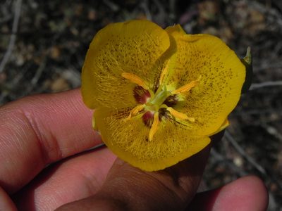 Calochortus weedii, photographed by James C. Davis