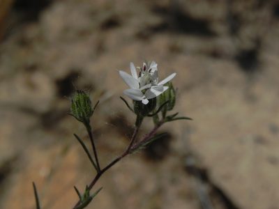 Osmadenia tenella, photographed by James C. Davis