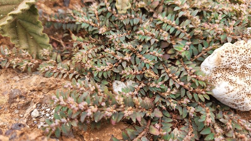 Euphorbia dioeca, photographed by Casey H. Richart