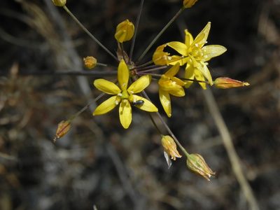 Bloomeria clevelandii, photographed by James C. Davis