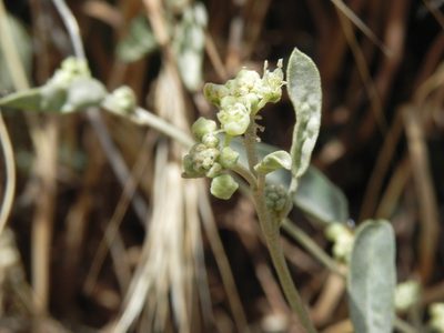 Croton californicus, photographed by James C. Davis