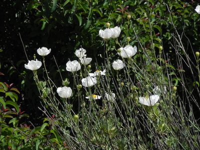 Romneya trichocalyx, photographed by James C. Davis