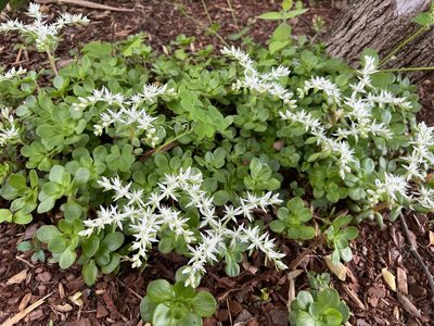 Sedum ternatum, photographed by Annie Weissman