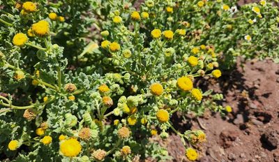 Perityle socorrosensis, photographed by Casey H. Richart