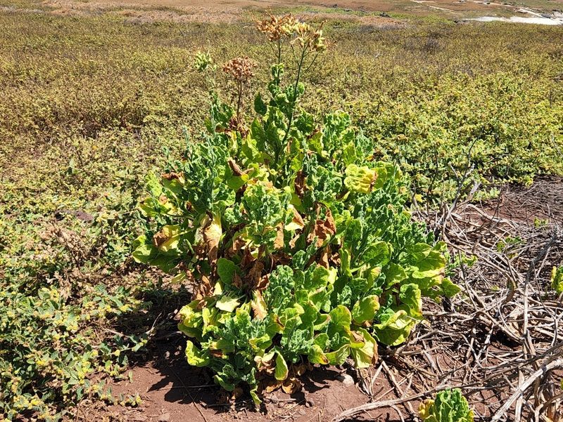 Nicotiana stocktonii, photographed by Casey H. Richart