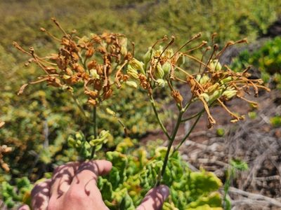 Nicotiana stocktonii, photographed by Casey H. Richart
