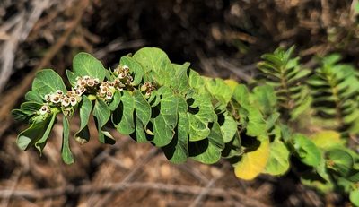 Euphorbia anthonyi, photographed by Casey H. Richart