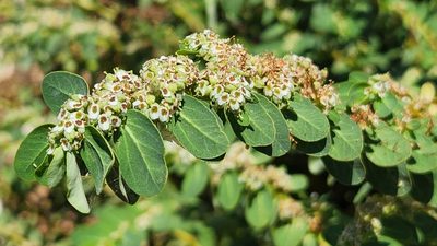 Euphorbia anthonyi, photographed by Casey H. Richart