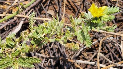 Tribulus cistoides, photographed by Casey H. Richart