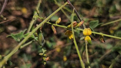 Rhynchosia minima, photographed by Casey H. Richart