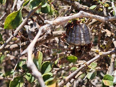 Zanthoxylum fagara, photographed by Casey H. Richart