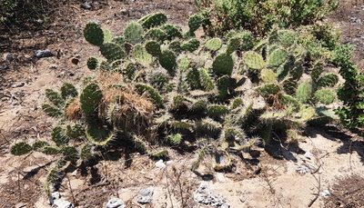 Opuntia littoralis, photographed by Casey H. Richart
