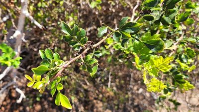 Zanthoxylum fagara, photographed by Casey H. Richart