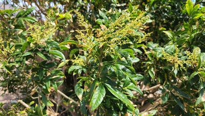 Sapindus saponaria, photographed by Casey H. Richart