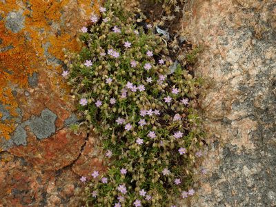 Spergularia rupicola, photographed by Duarte Frade